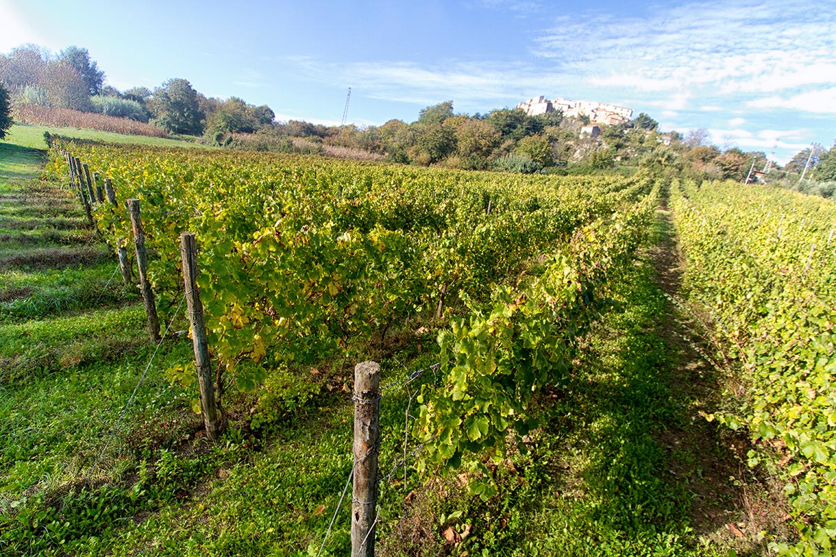 Fiano ya Avellino DOCG - Provincia di Avellino | Secret World Trip Planner
