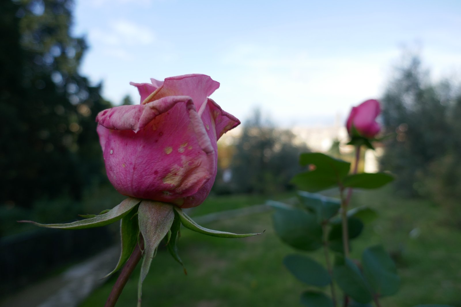 Rózsakert, egy firenzei bukolikus rózsakert - Firenze | Secret World Trip Planner