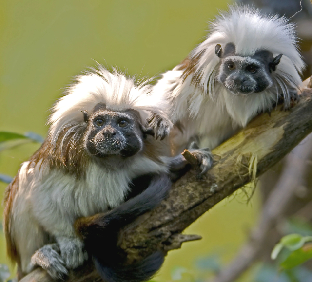 Napoliko zooa Karibeko lorategietan - Naples | Secret World Trip Planner