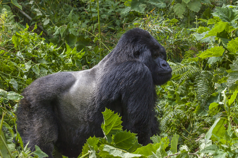 Parque Nacional Virunga - Bulambo | Secret World Trip Planner