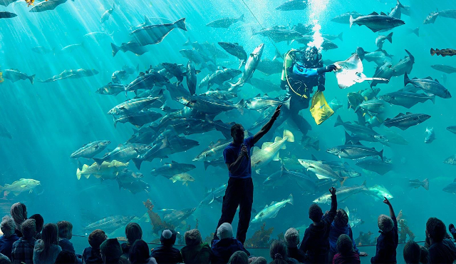 Acquario Atlantic ပန်းခြံ - Tuenesvegen 200 | Secret World Trip Planner
