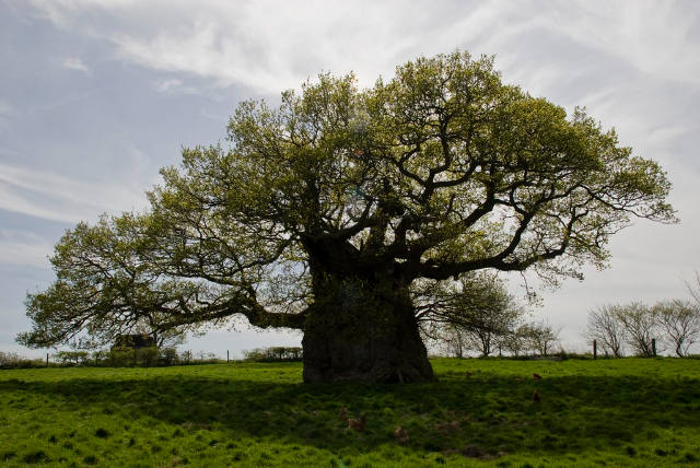 Eken från Bowthorpe - Bowthorpe Park Farm | Secret World Trip Planner