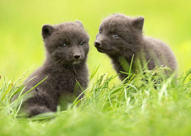 The Arctic Foxes - Ísafjörður | Secret World Trip Planner