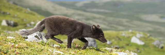 The Arctic Foxes - Ísafjörður | Secret World Trip Planner