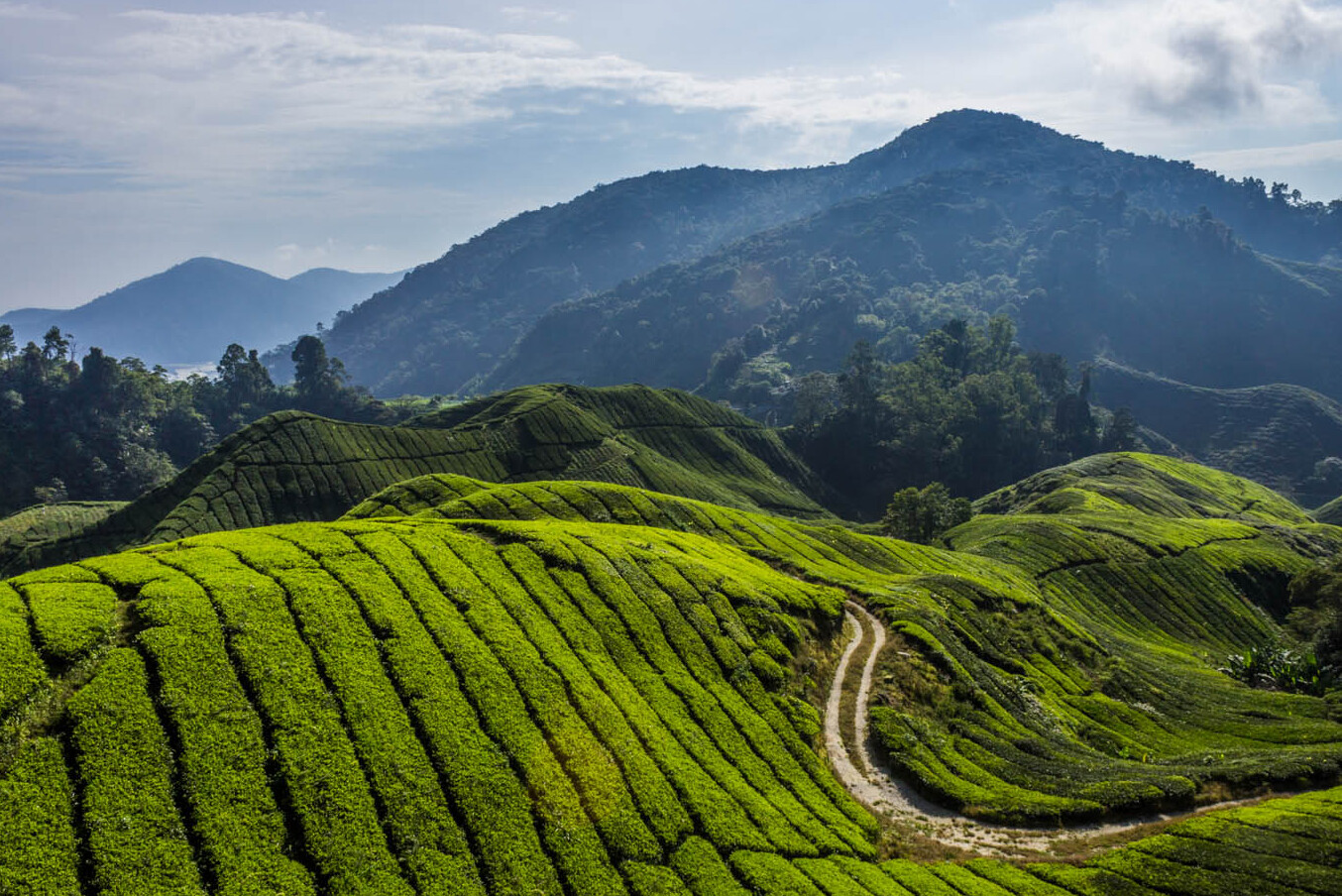 Cameron Highlands : la plus grande station balnéaire des hauts plateaux de Malaisie — Tanah Rata