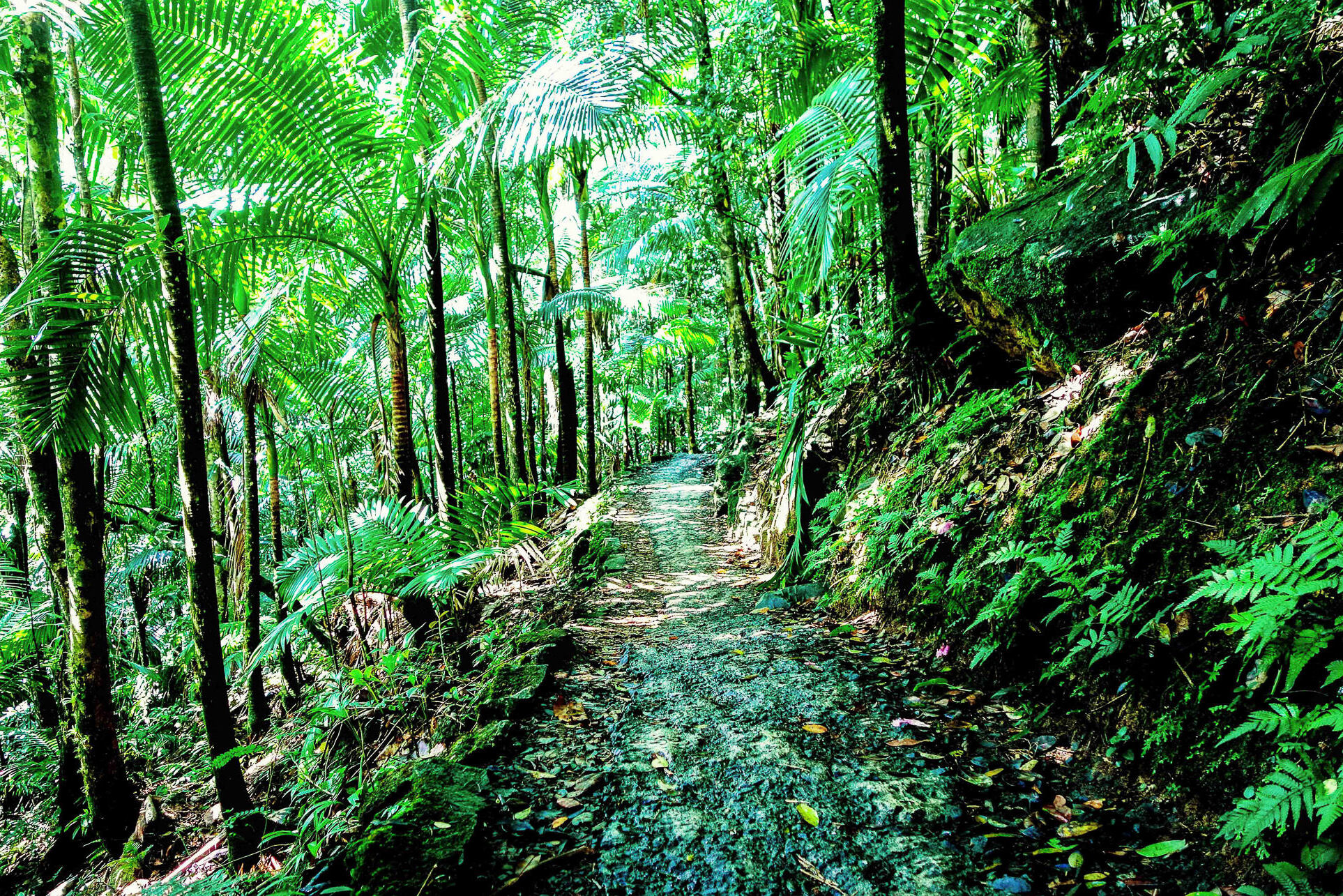 El Yunque è una foresta pluviale tropicale unica nel suo genere