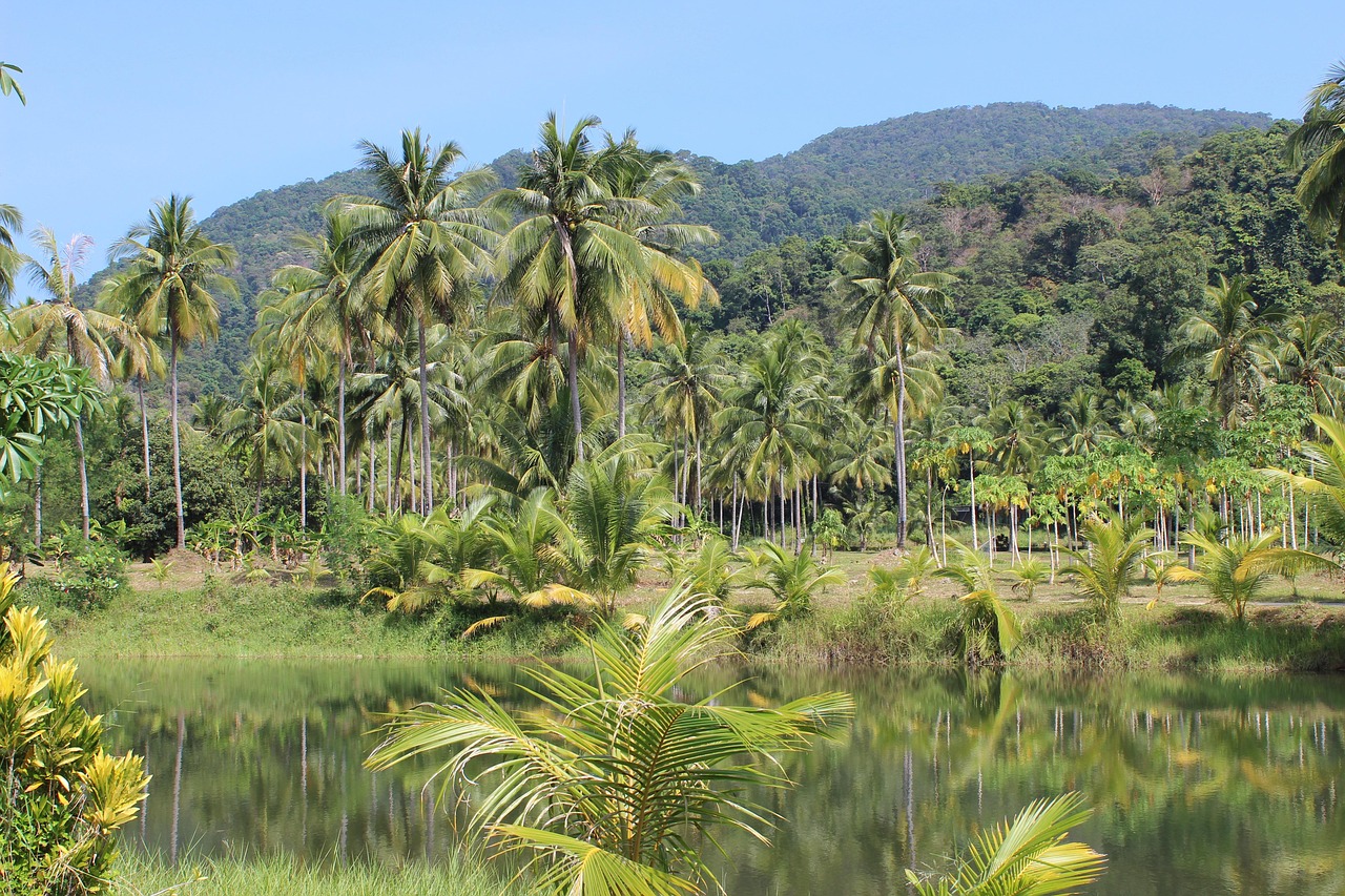 El Yunque è una foresta pluviale tropicale unica nel suo genere | Secret World Trip Planner