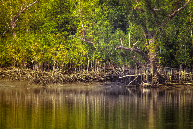 The Sundarbans Reserve Forest (SRF) | Secret World Trip Planner