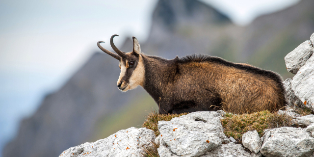 The Majestic Return of the Apennine Chamois - Lama dei Peligni | Secret World Trip Planner