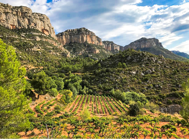 Priorat wines — Priorat