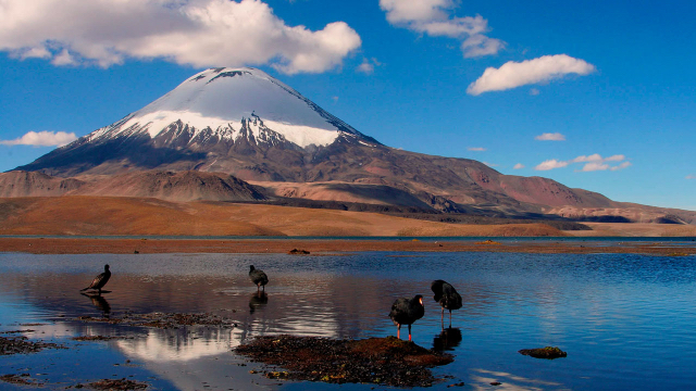 Réserve nationale Las Vicuñas