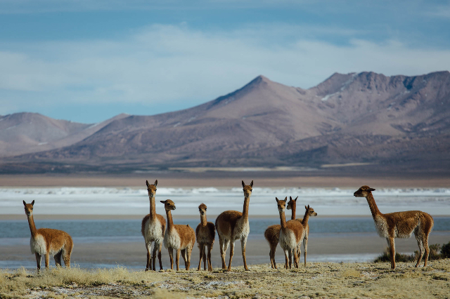 Réserve nationale Las Vicuñas | Secret World Trip Planner