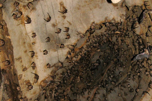 Bat Caves of Khao Yai National Park - Provincia di Nakhon Ratchasima | Secret World Trip Planner