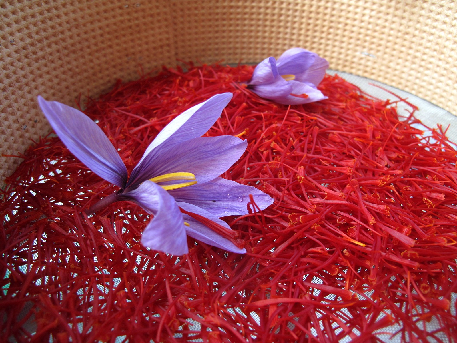 Navelli șofran - Navelli | Secret World Trip Planner