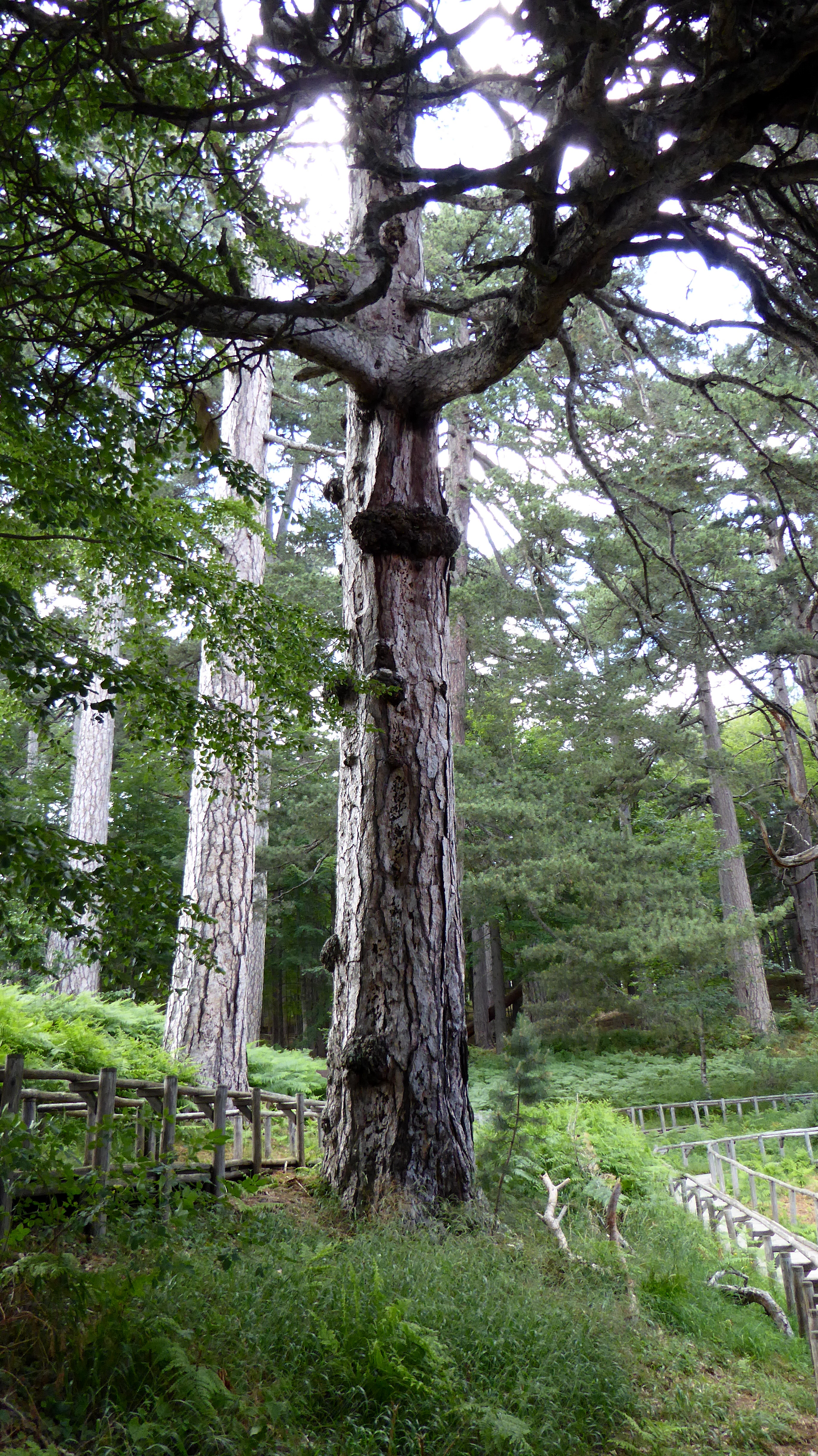 Gergasi Sila: pokok-pokok yang menyentuh langit - Camigliatello Silano | Secret World Trip Planner