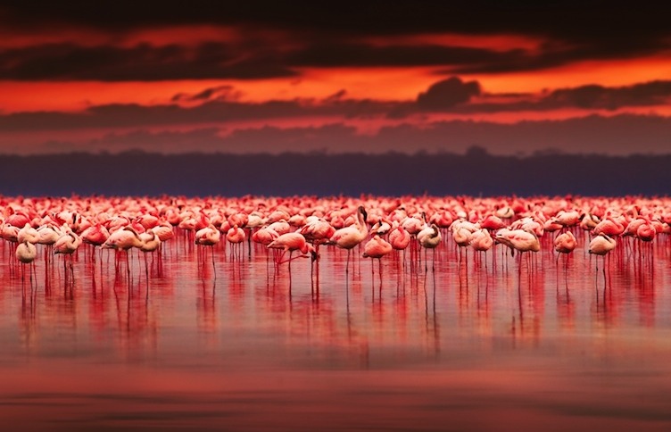 Le lac Nakuru au Kenya : l'habitat de milliers de flamants roses — Lago Nakuru