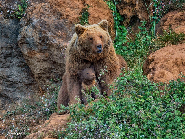 Naturparken Cabárceno - Cabárceno | Secret World Trip Planner