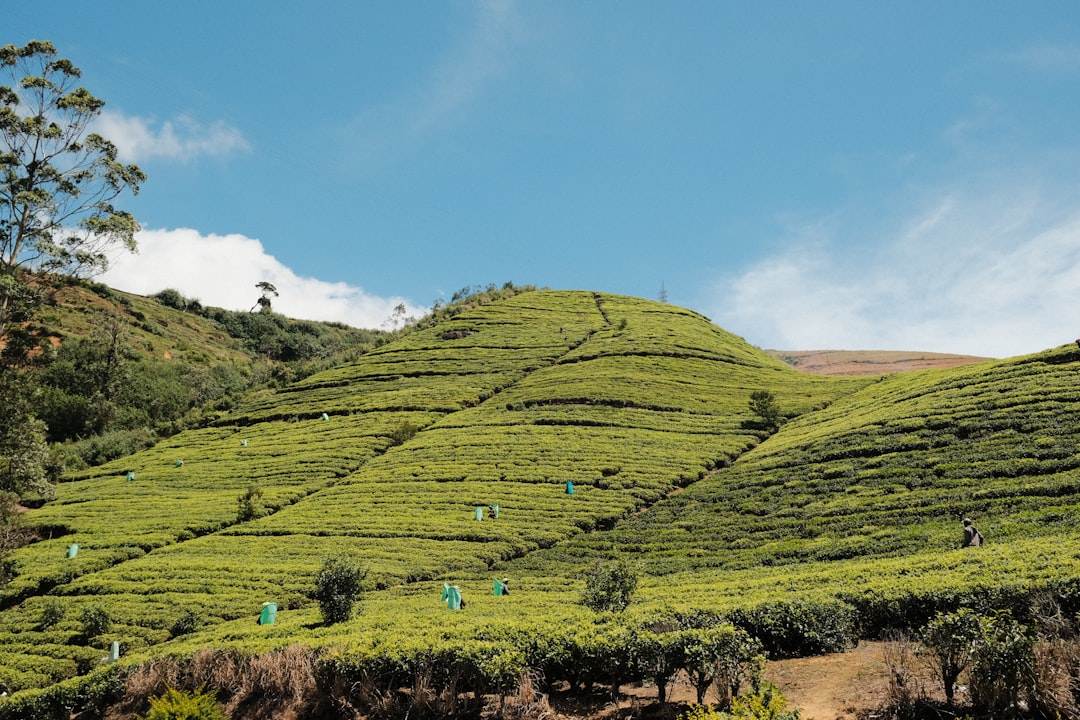 Le Srilanka est l'une des îles voisines de l'Inde et est surtout connu pour ses - Distretto di Nuwara Eliya | Secret World Trip Planner