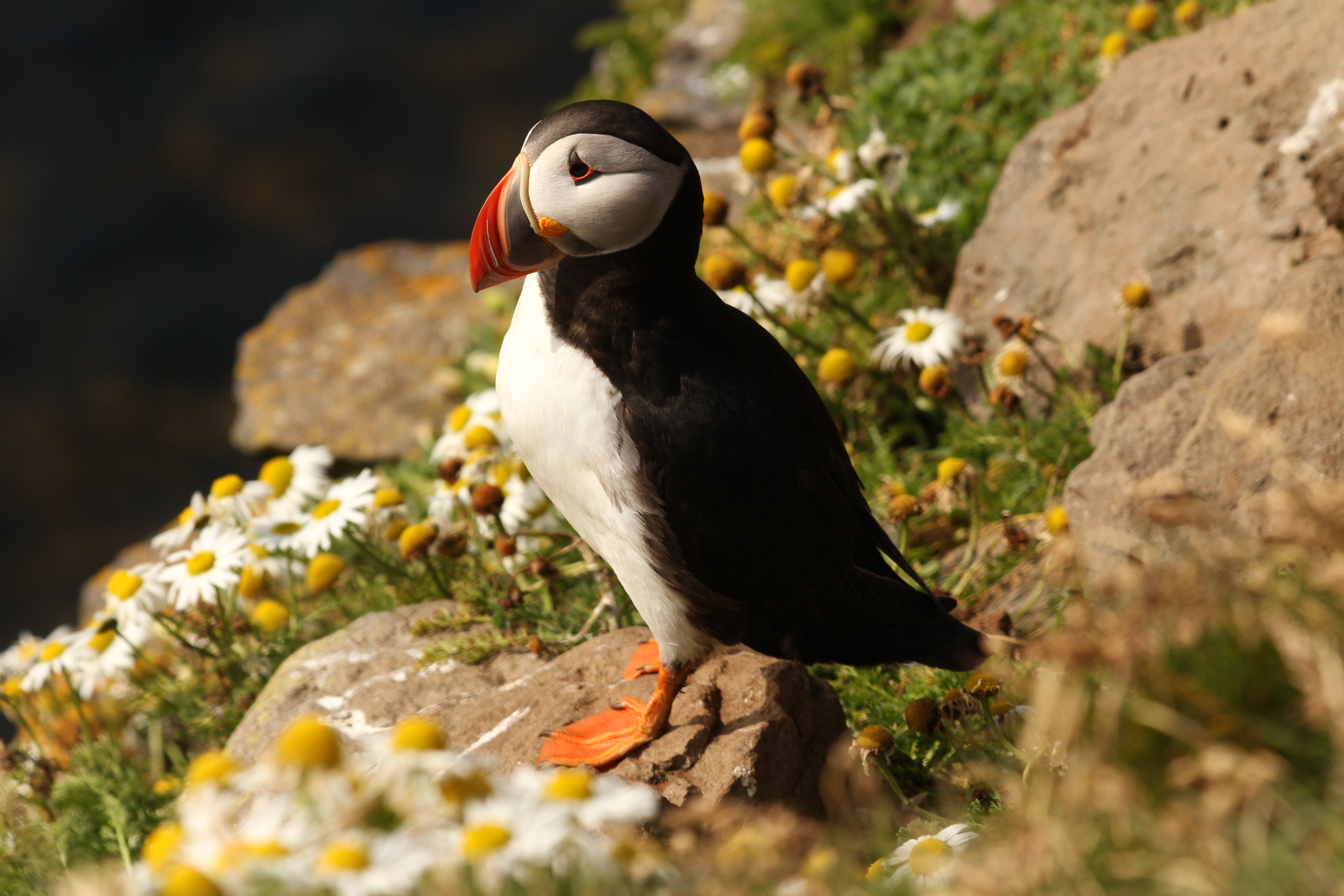 Iceland | Látrabjarg bird-cliff - Látrabjarg | Secret World Trip Planner