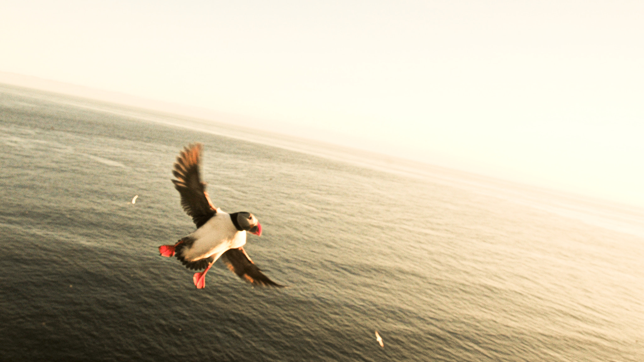 Iceland | Látrabjarg bird-cliff - Látrabjarg | Secret World Trip Planner