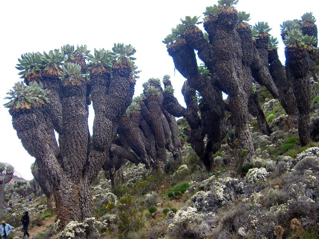 I giganti del Kilimanjaro - Mount Kenya National Park | Secret World Trip Planner
