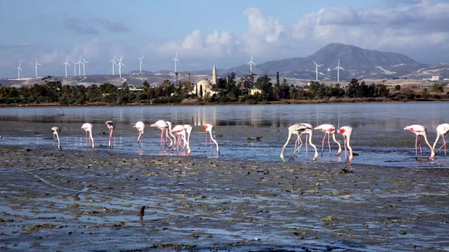 ラルナカ塩湖 - Larnaca | Secret World Trip Planner