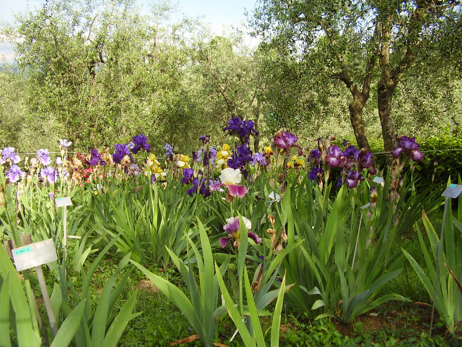 Florence’s Iris Garden - Firenze | Secret World Trip Planner
