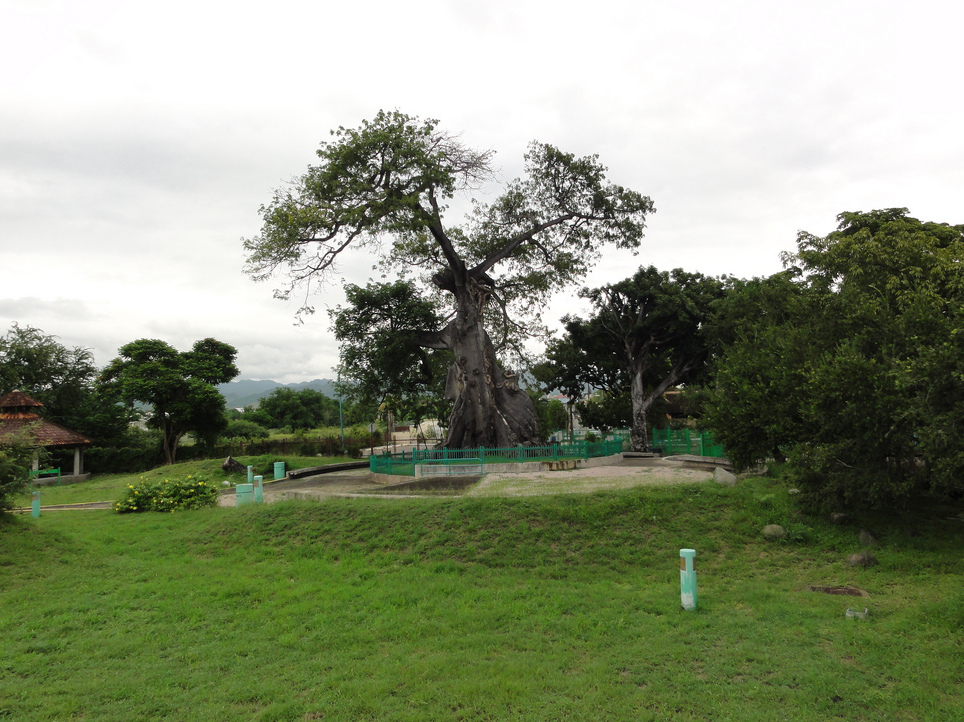 Parque de la Ceiba (Ceiba Tree Park) — Ponce