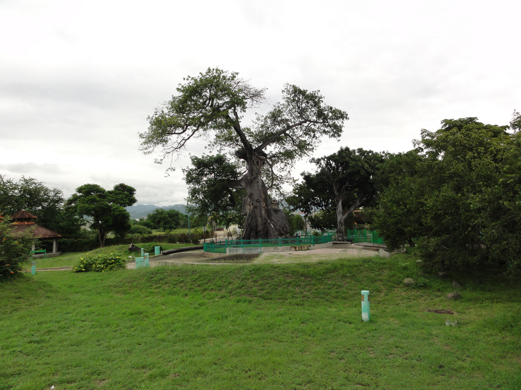 Parque de la Ceiba (Ceiba Tree Park) - Ponce | Secret World Trip Planner