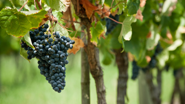 Goditi un buon Vino! - Montevideo Department | Secret World Trip Planner