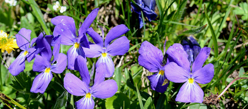 Plaisentif pho mát của hoa violet - Perosa Argentina | Secret World Trip Planner