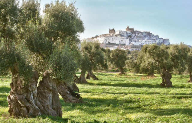 L'olio di Ostuni - Ostuni | Secret World Trip Planner