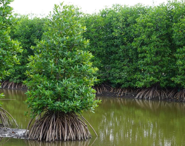 Nara Mangrove Garden - Negombo | Secret World Trip Planner