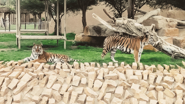 Zoológico de Riad: Un Viaje a la Naturaleza y la Maravilla - Riyadh | Secret World Trip Planner