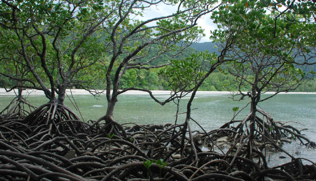 Nara mangroveträdgård - Negombo | Secret World Trip Planner