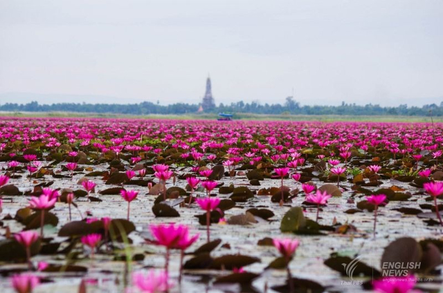 Red Lotus Lake - ตำบล แชแล | Secret World Trip Planner
