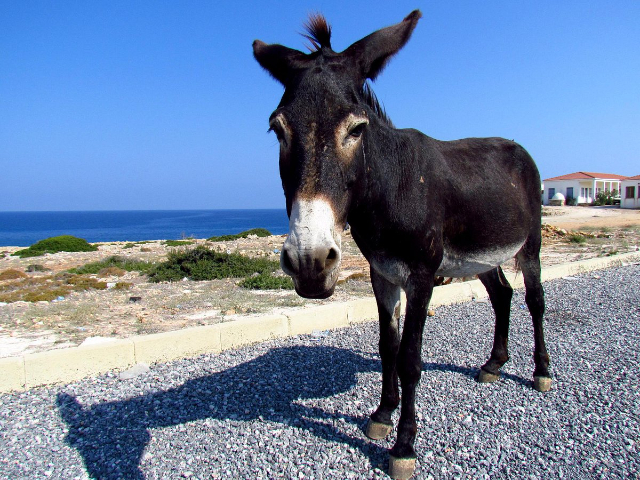 Les ânes du parc national de Dipkarpaz : Les habitants uniques de Chypre — Dipkarpaz
