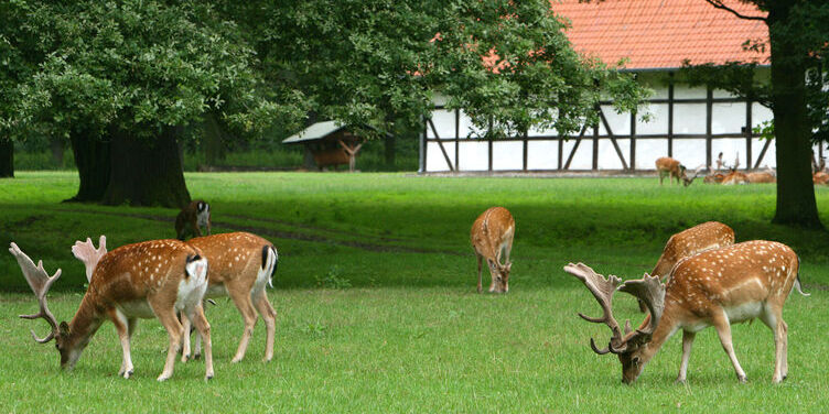 De Tiergarten in Hannover - Hannover | Secret World Trip Planner
