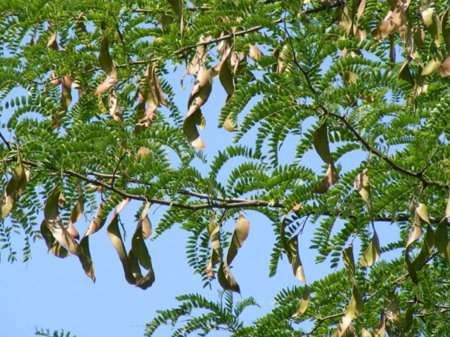 Carob - Ragusa | Secret World Trip Planner