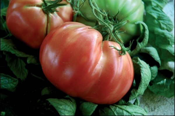 POmodori di Sorrento - Sorrento | Secret World Trip Planner