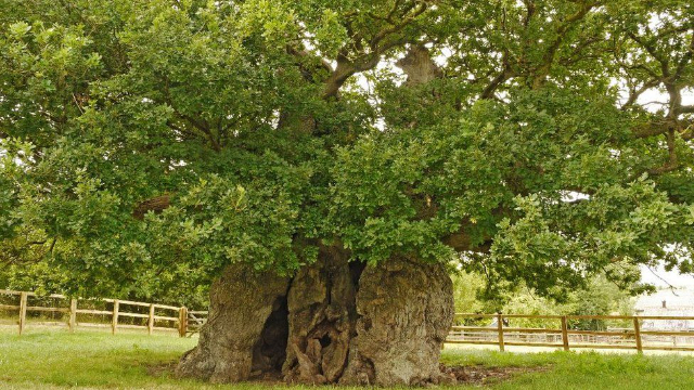 La quercia di Bowthorpe - Bowthorpe Park Farm | Secret World Trip Planner