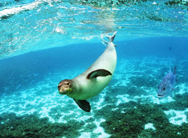 National Marine Park of Alonnisos and Northern Sporades - Alonnisos | Secret World Trip Planner