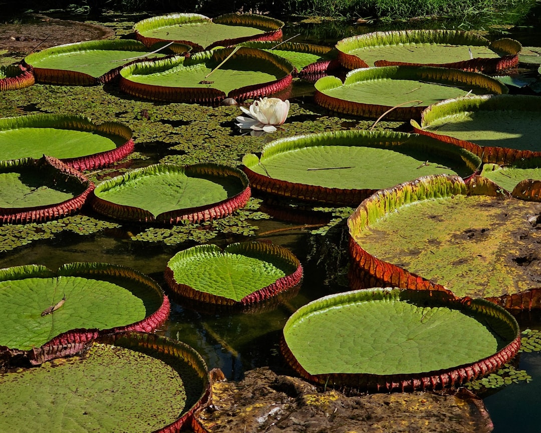 Botanisk Have i Rio de Janeiro ( Jardin Botanico ) - Rio de Janeiro - RJ | Secret World Trip Planner