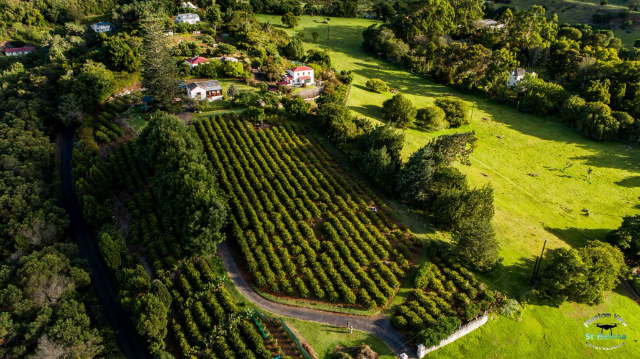St Helena kaffe - Jamestown | Secret World Trip Planner