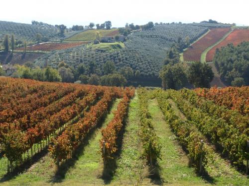 Montefalco Sagrantino - Montefalco | Secret World Trip Planner