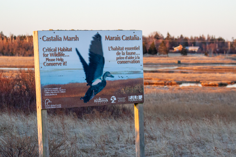 Castalia Marsh - Grand Manan | Secret World Trip Planner