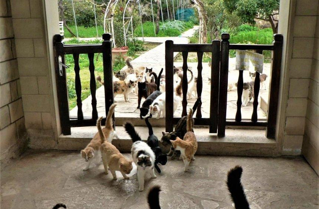 Heiliges Kloster des Heiligen Nikolaus der Katzen - Akrotiri | Secret World Trip Planner