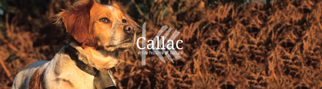 Callac et l'Epagneul Breton - Callac | Secret World Trip Planner