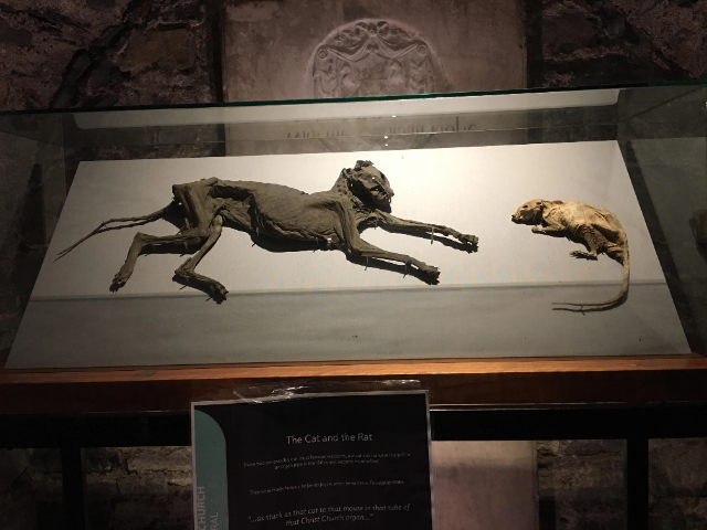 O Gato e o Rato mumificado - Dublin 8 | Secret World Trip Planner