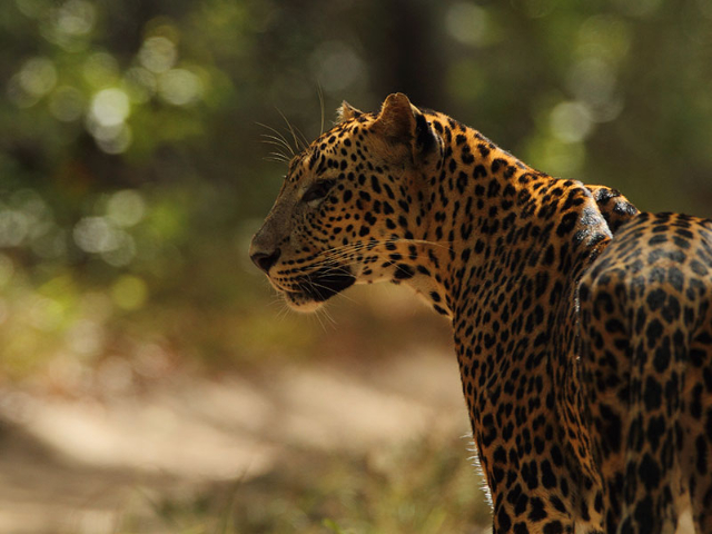 Wilpattu Nationalpark | Secret World Trip Planner